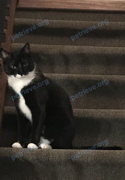 Big adult black male cat Louie, lost near 42 Lincoln Ave, Brantford, ON N3T 4S7, Canada on Nov 06, 2021.