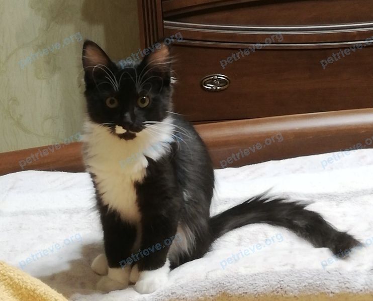 Средняя чёрная молодая кошка, пропала 04.11.2021 рядом с просп. Орджоникидзе 11, Борисов, Беларусь.