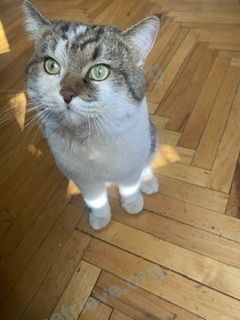 Medium young mixed color male cat Бони, lost near Москва ул. Уральская д.6 корпус 3 on Nov 04, 2021.