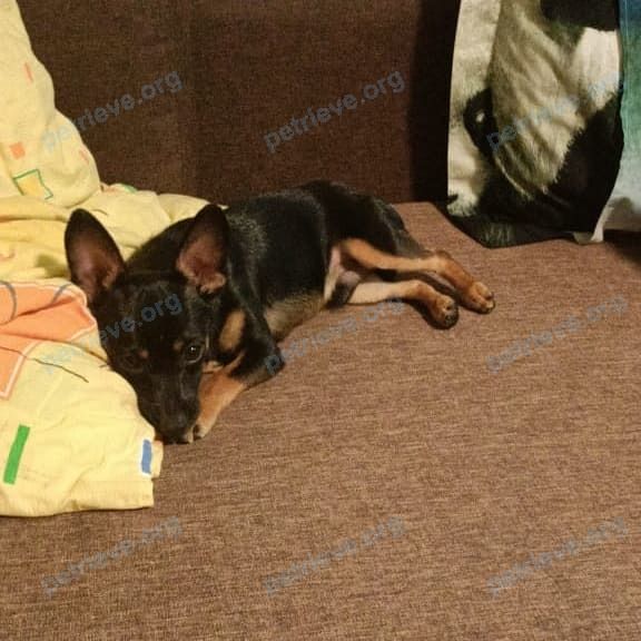 Small young black male dog Рекс, lost near 6 St Johns Rd, Cambridge, MA 02138, США on Nov 08, 2021.