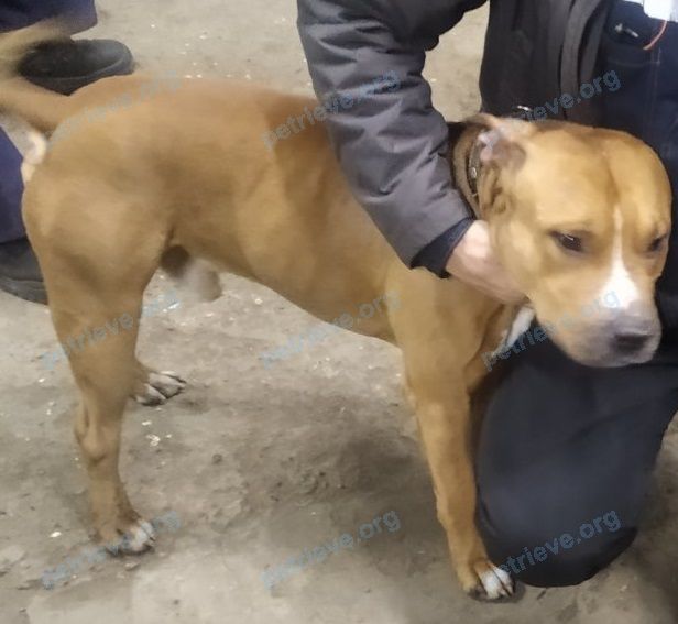 Big mixed color male dog, found near просп. имени газеты Красноярский Рабочий, 29, Красноярск, Красноярский край, Россия, 660123 on Nov 12, 2021.