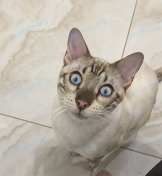 Medium young white male cat Персик, lost near пр. имени Писателя Степанова 2-й, 15, Краснодар, Краснодарский край, Россия, 350053 on Nov 03, 2021.