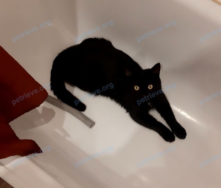 Medium young black male cat, lost near Большевистская ул., 105, Саранск, Респ. Мордовия, Россия, 430003 on Nov 12, 2021.