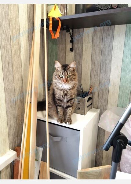Medium young brown female cat Алиса, lost near ул. Семенова-Тян-Шанского, 8, Волгоград, Волгоградская обл., Россия, 400120 on Nov 15, 2021.