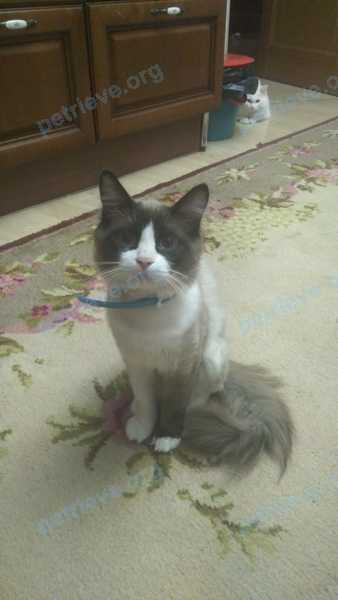 Medium young mixed color male cat Манка, lost near 69M6WF9G+F7 on Nov 01, 2021.