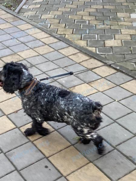Medium adult black female dog Нора, lost near ул. Гоголя, 187, Анапа, Краснодарский край, Россия, 353440 on Nov 19, 2021.