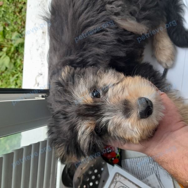 Medium young black male dog, found near ул. Стрелковая, 17А, Узловая, Тульская обл., Россия, 301607 on Nov 27, 2021.