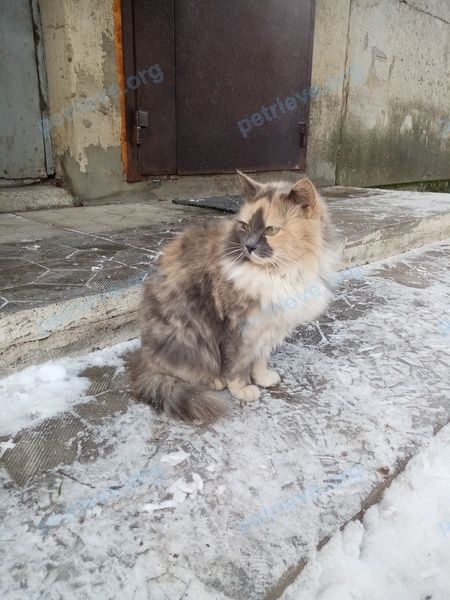 Medium young mixed color cat, found near 4-й этаж, офис 404, ул. Курчатова, 19А, Обнинск, Калужская обл., Россия, 249031 on Dec 05, 2021.