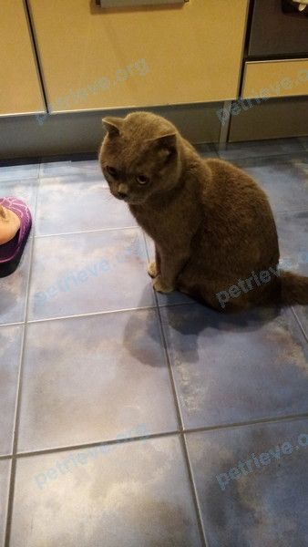 Big young gray male cat, found near ул. 40-летия Победы, 93/2, Краснодар, Краснодарский край, Россия, 350901 on Dec 08, 2021.