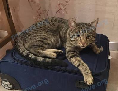 Средний серый молодой кот Джус, пропал 07.12.2021 рядом с ул. Акмолинская, Нижний Новгород, Нижегородская обл., Россия, 603074.