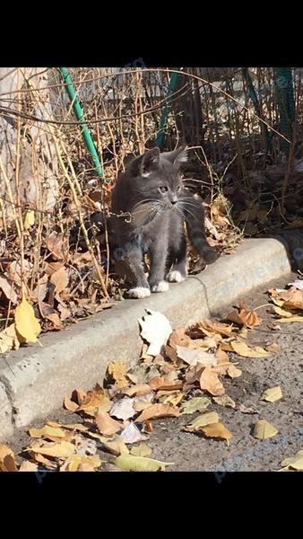 Small young gray male cat, lost near ул. Капустина, 22 корпус 3, Ростов-на-Дону, Ростовская обл., Россия, 344092 on Dec 09, 2021.