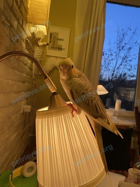 Medium young gray male bird Саша, lost near ул. Маршала Новикова, 11, оф. 78, Москва, Россия, 123098 on Dec 09, 2021.