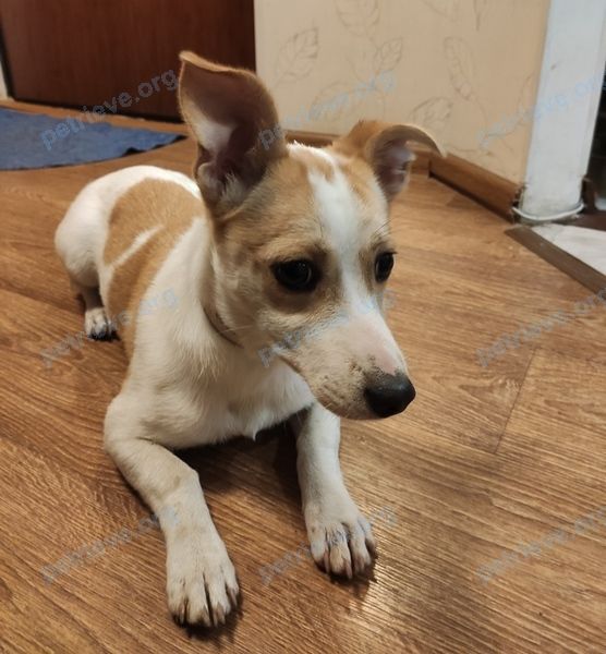 Small young mixed color female dog, found near Prospekt 40-Letiya Pobedy, 97, Ростов-на-Дону, Ростовская обл., Россия, 344111 on Dec 10, 2021.