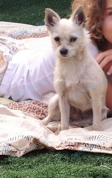 Small young brown female dog Зуза, lost near провулок Дзержинського, 1, Васильків, Київська обл., Украина, 08602 on Dec 12, 2021.