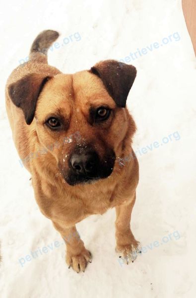 Medium adult male dog, found near Краснокамская ул., 6, Прокопьевск, Кемеровская обл., Россия, 653045 on Dec 12, 2021.