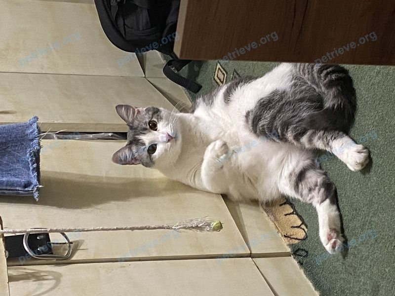 Medium adult gray female cat Мартышка, lost near Средняя ул., 64А, Черкесск, Карачаево-Черкесская Республика, Россия, 369012 on Dec 22, 2021.