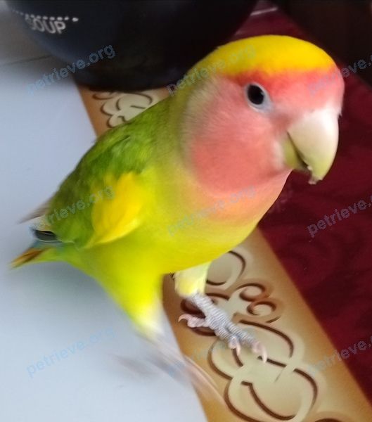 Medium adult green male bird Бони, lost near б-р Космонавтов, 3, Тольятти, Самарская обл., Россия, 445044 on Dec 26, 2021.