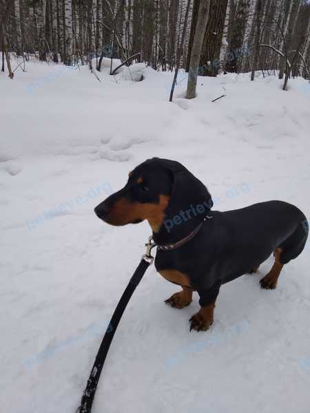 Small young black male dog Чарли, lost near Советская ул., 43А, Томск, Томская обл., Россия, 634029 on Jan 01, 2022.
