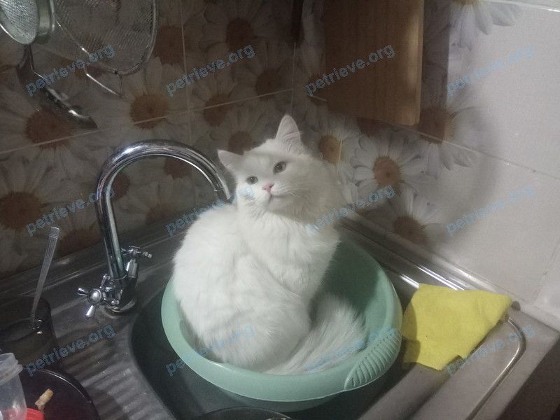 Средний белый молодой кот Тиша, пропал 09.01.2022 рядом с ул. Коломийцева, 1, Сальск, Ростовская обл., Россия, 347630.