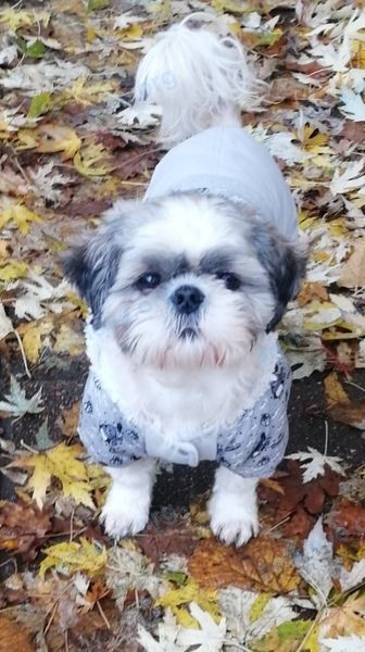 Small young white male dog, lost near ул. Полка Нормандия-Неман 20, Борисов, Беларусь on Jan 01, 2022.