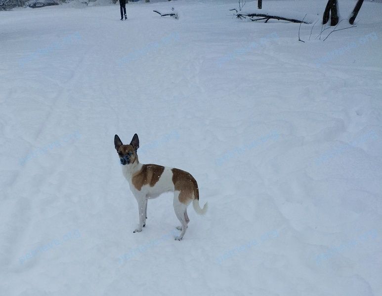 Small young female dog Найда, lost near ул. Кадыкова, 20, Чебоксары, Чувашская Респ., Россия, 428037 on Jan 14, 2022.
