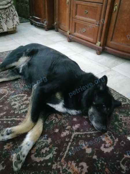 Big adult black male dog Рома, lost near ул. Коминтерна, д. 2А, Балашиха, Московская обл., Россия, 143900 on Jan 13, 2022.