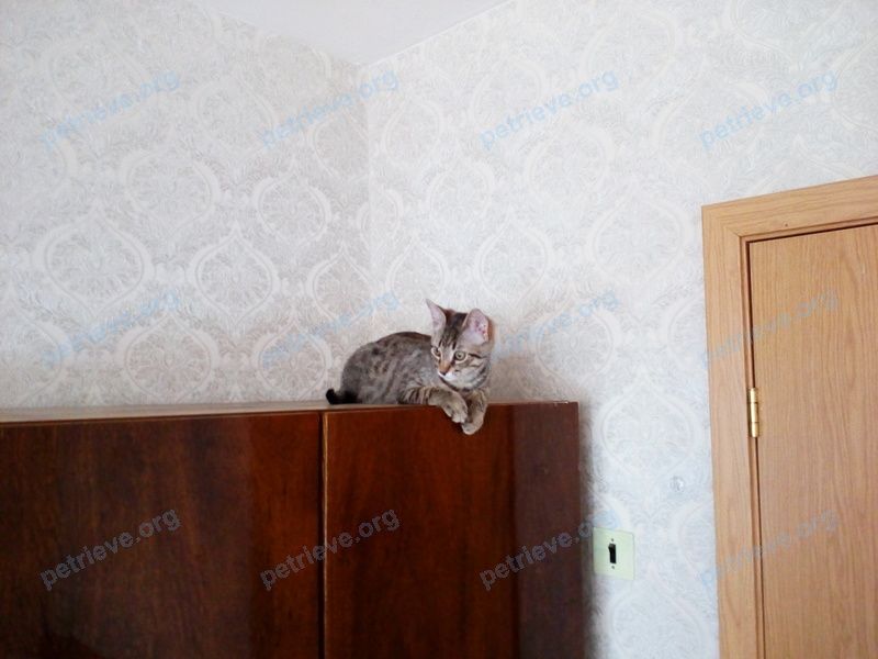 Medium young gray male cat Гоша, lost near ул. Турку, 11, Санкт-Петербург, Россия, 192241 on Jan 20, 2022.