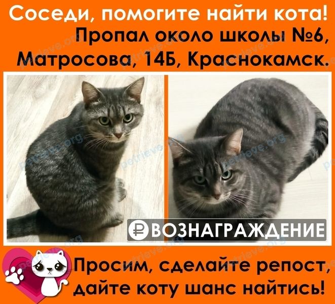 Medium young gray male cat Сёма, lost near ул. Красная, 52, Краснокамск, Пермский край, Россия, 617064 on Jan 16, 2022.
