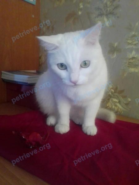 Medium young white female cat СОНЯ, lost near Октябрьская ул., 41, Белово, Кемеровская обл., Россия, 652600 on Jan 01, 2022.