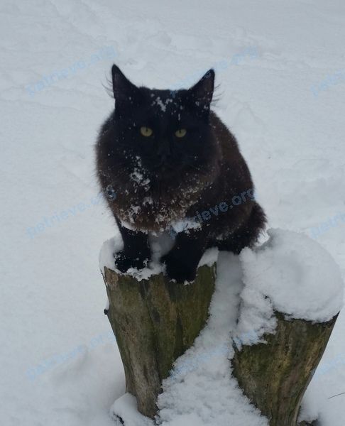 Big young brown male cat котя или кис кис, lost near Саранская ул., 12, Саранск, Респ. Мордовия, Россия, 430005 on Jan 09, 2022.