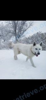 Big young white male dog, lost near 97QP+C4 Харабали, Астраханская область, Россия on Jan 24, 2022.