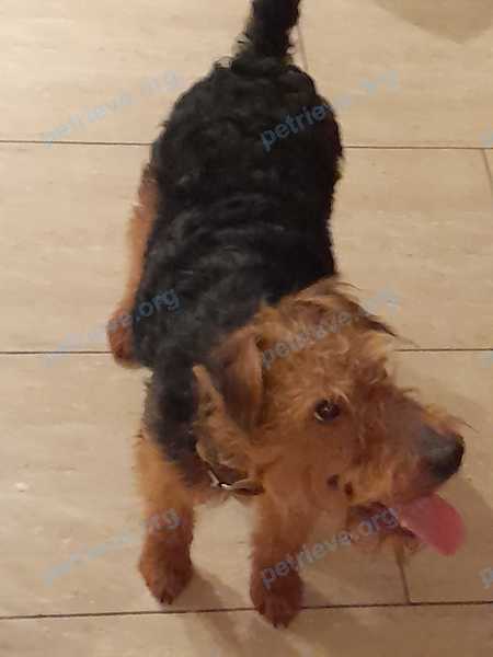 Medium young brown male dog, lost near ул. Чичерина, 88, Армавир, Краснодарский край, Россия, 352905 on Feb 03, 2022.