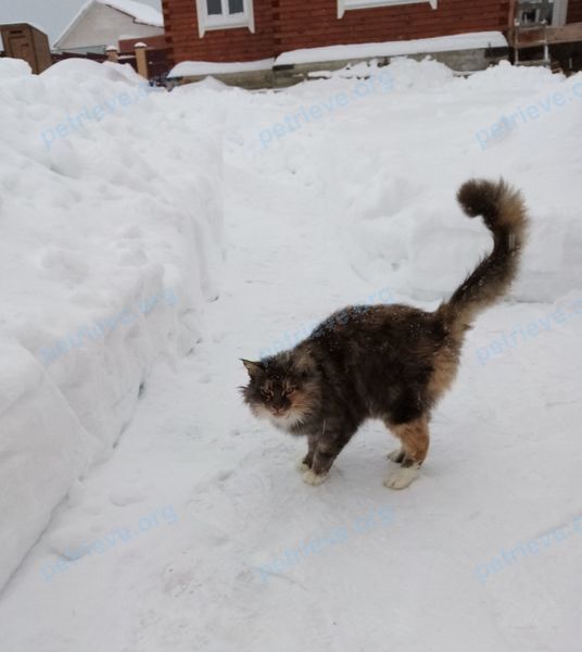 Big mixed color female cat, found near ул. Октябрьская, 1, Новопетровское, Московская обл., Россия, 143570 on Jan 28, 2022.