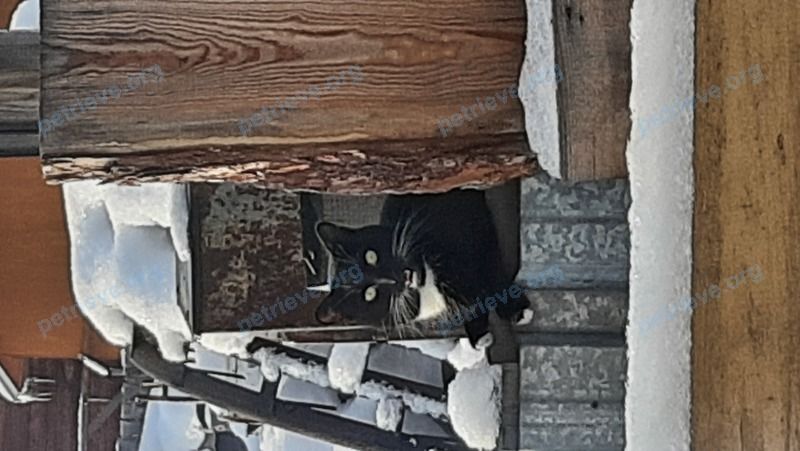 Medium young black male cat Зёма, lost near Акининский пер., 1, Баклаши, Иркутская обл., Россия, 666021 on Feb 01, 2022.