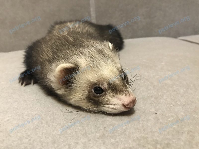 Medium young brown male ferret Буба, lost near ул. Гайдара 59, Гомель, Беларусь on Feb 06, 2022.