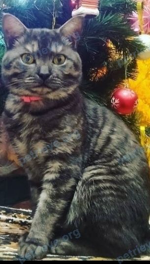Medium young gray male cat Бася, lost near ул. Лунная, 45, Саратов, Саратовская обл., Россия, 410000 on Feb 06, 2022.