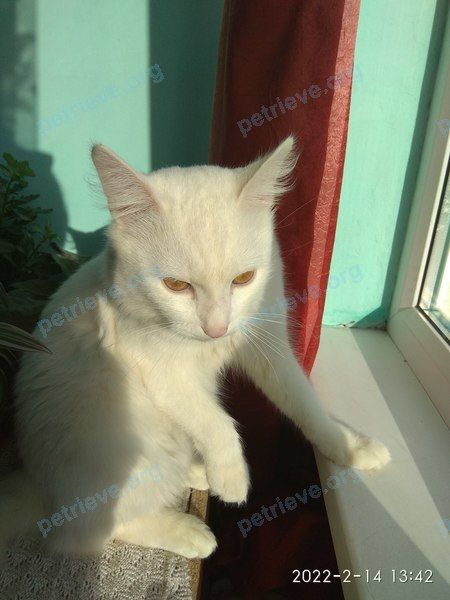 Medium young white male cat, found near б-р Гусева, дом 7, Тверь, Тверская обл., Россия, 170030 on Feb 12, 2022.