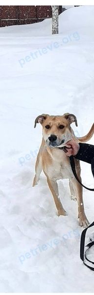 Средняя оранжевая молодая собака Буся, пропала 19.02.2022 рядом с пр. Ибрагимова, 5, Казань, Респ. Татарстан, Россия, 420057.