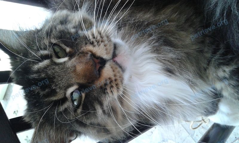 Big adult mixed color female cat Тиша, lost near Цветной пр., 1, Волгодонск, Ростовская обл., Россия, 347360 on Feb 16, 2022.