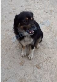 Medium young black male dog Малыш, lost near ул. Гоголя, 187, Анапа, Краснодарский край, Россия, 353440 on Feb 17, 2022.