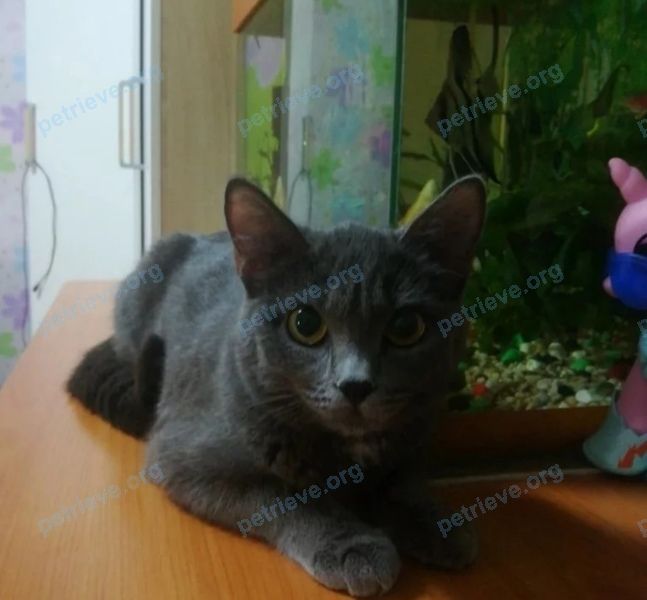 Medium young gray female cat Буся, lost near 4-я Транспортная ул., 32, Омск, Омская обл., Россия, 644041 on Feb 26, 2022.