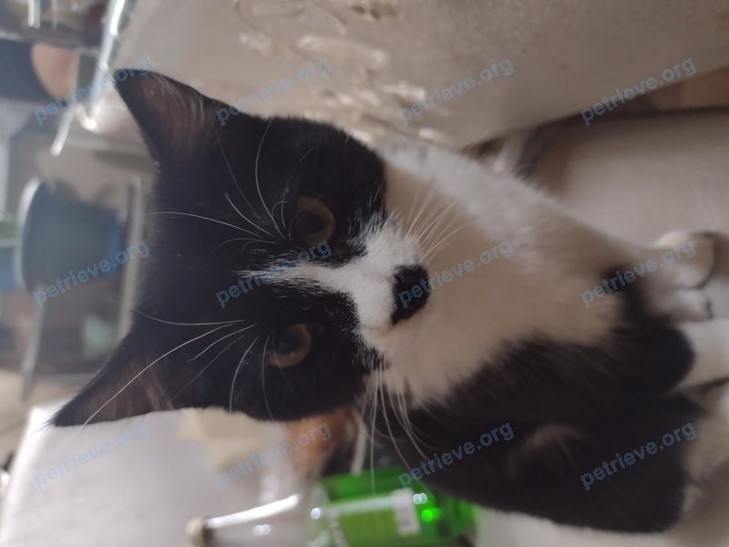 Small young white female cat Мотя, lost near ул. Ковалева, 6, Североморск, Мурманская обл., Россия, 184606 on Mar 01, 2022.