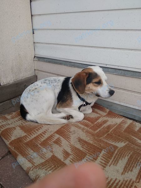 Medium young mixed color male dog Бим, lost near ул. Осипенко 7, Быхов, Беларусь on Mar 04, 2022.