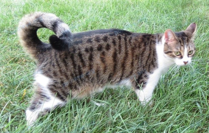 Medium young mixed color female cat Bubu, lost near 4000 Rue F.-X.-Tessier, Vaudreuil-Dorion, QC J7V 8P5, Canada on Mar 09, 2022.