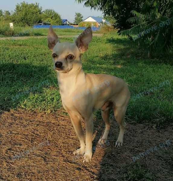 Small adult white male dog Еврик, lost near Партизанская ул., Новолеушковская, Краснодарский край, Россия, 352070 on Mar 05, 2022.