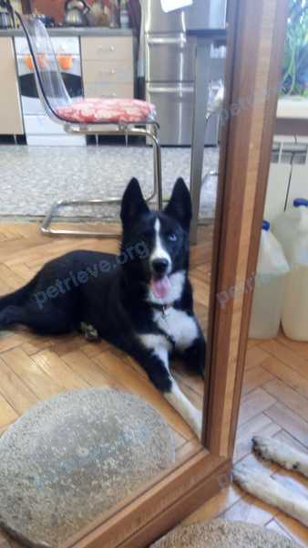 Medium young black female dog, found near Апраксин пер., 10-12, Санкт-Петербург, Россия, 191023 on Mar 16, 2022.
