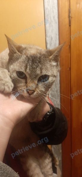 Small young mixed color female cat, found near улица Воинов-интернационалистов 22/1, Витебск, Беларусь on Mar 18, 2022.