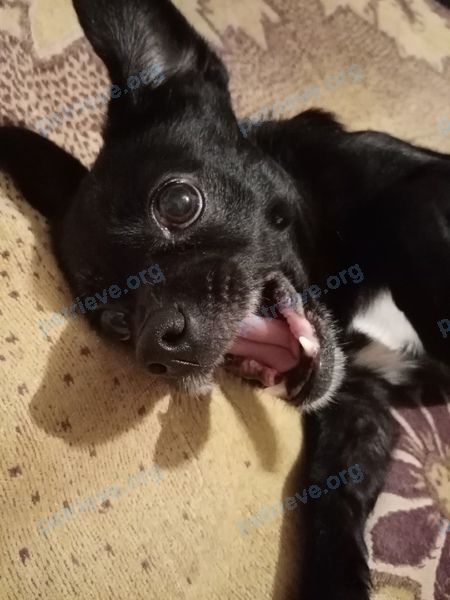 Small adult black female dog Кнопа, lost near ул. Фрунзе, 53, Туапсе, Краснодарский край, Россия, 352803 on Mar 22, 2022.