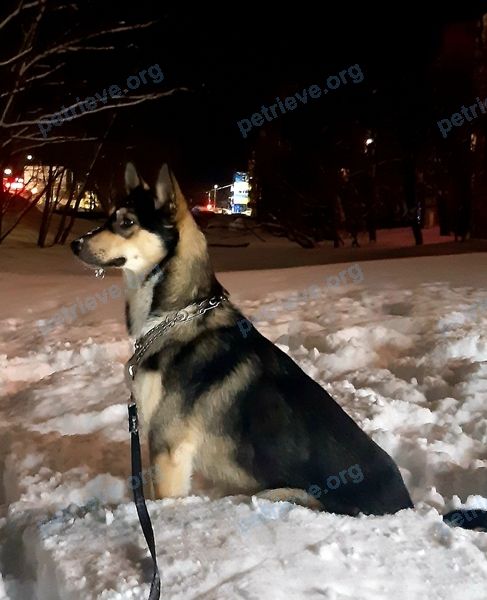 Medium young gray male dog Серый, lost near ул. Чернышевского, 8, Петропавловск-Камчатский, Камчатский край, Россия, 683024 on Mar 21, 2022.