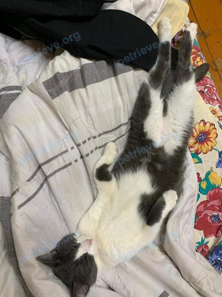 Medium young gray male cat Макс, lost near ул. Гузовского, 40, Чебоксары, Чувашская Респ., Россия, 428034 on Mar 16, 2022.
